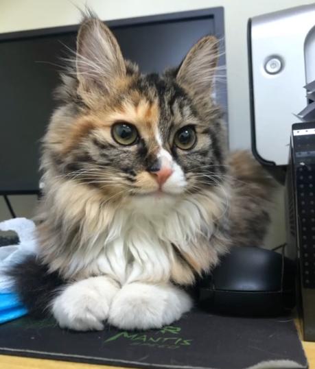 捡到一只被遗弃的小奶猫要怎么养,被猫妈遗弃了一只小奶猫