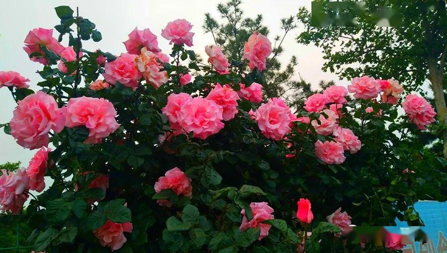 农村33岁小伙打破传统销售模式,莱州00后小伙创业初期