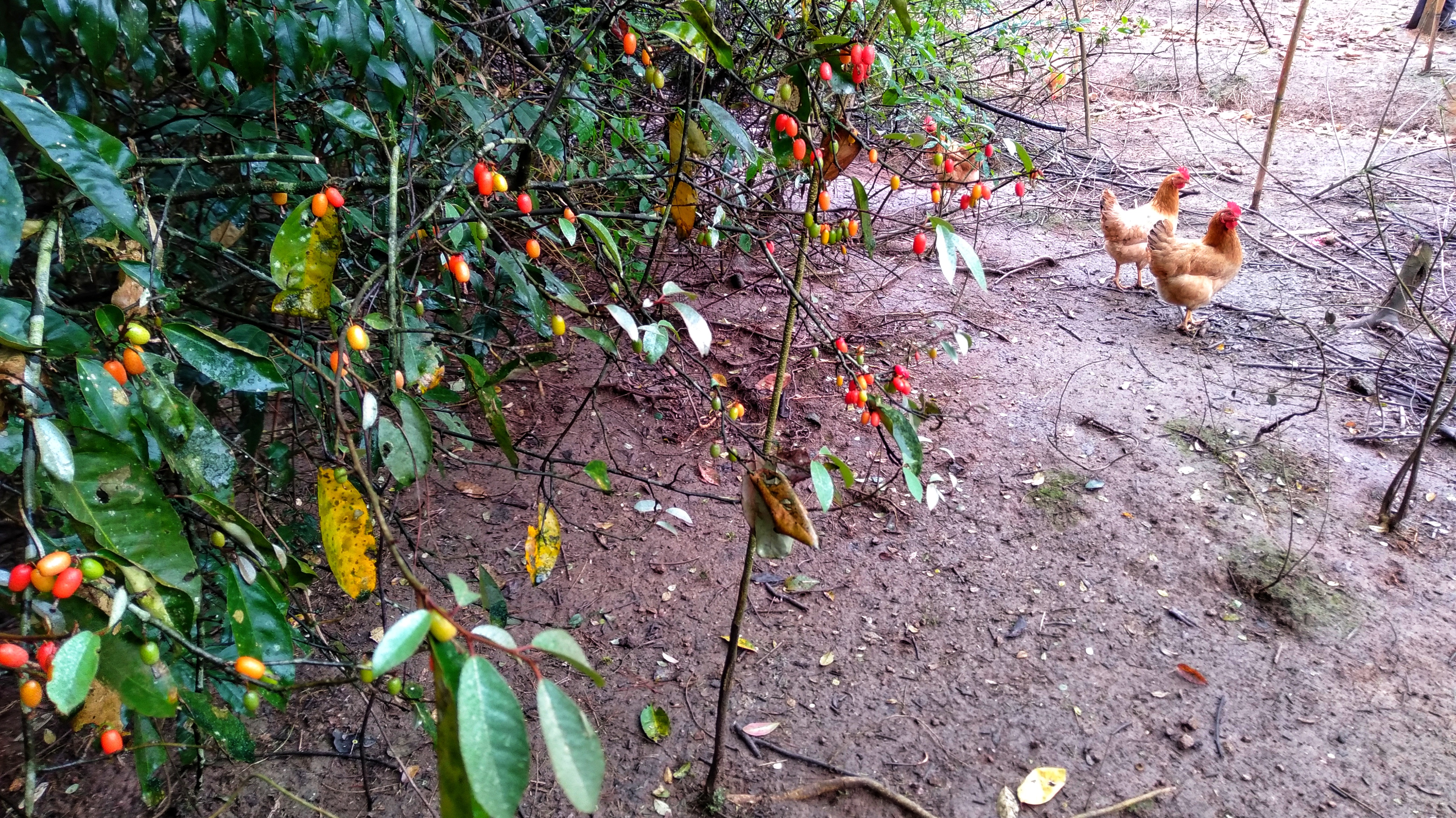 散养土鸡能赔钱吗,土鸡放养就是土鸡吗