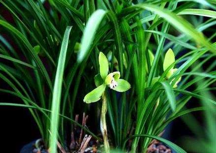 兰花如何预防虫害,兰花新苗怎么防治虫害视频