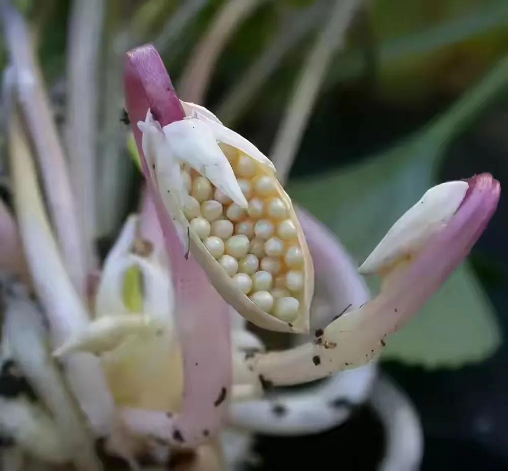 世界十大珍贵的植物图片,世界上罕见的名贵植物图片