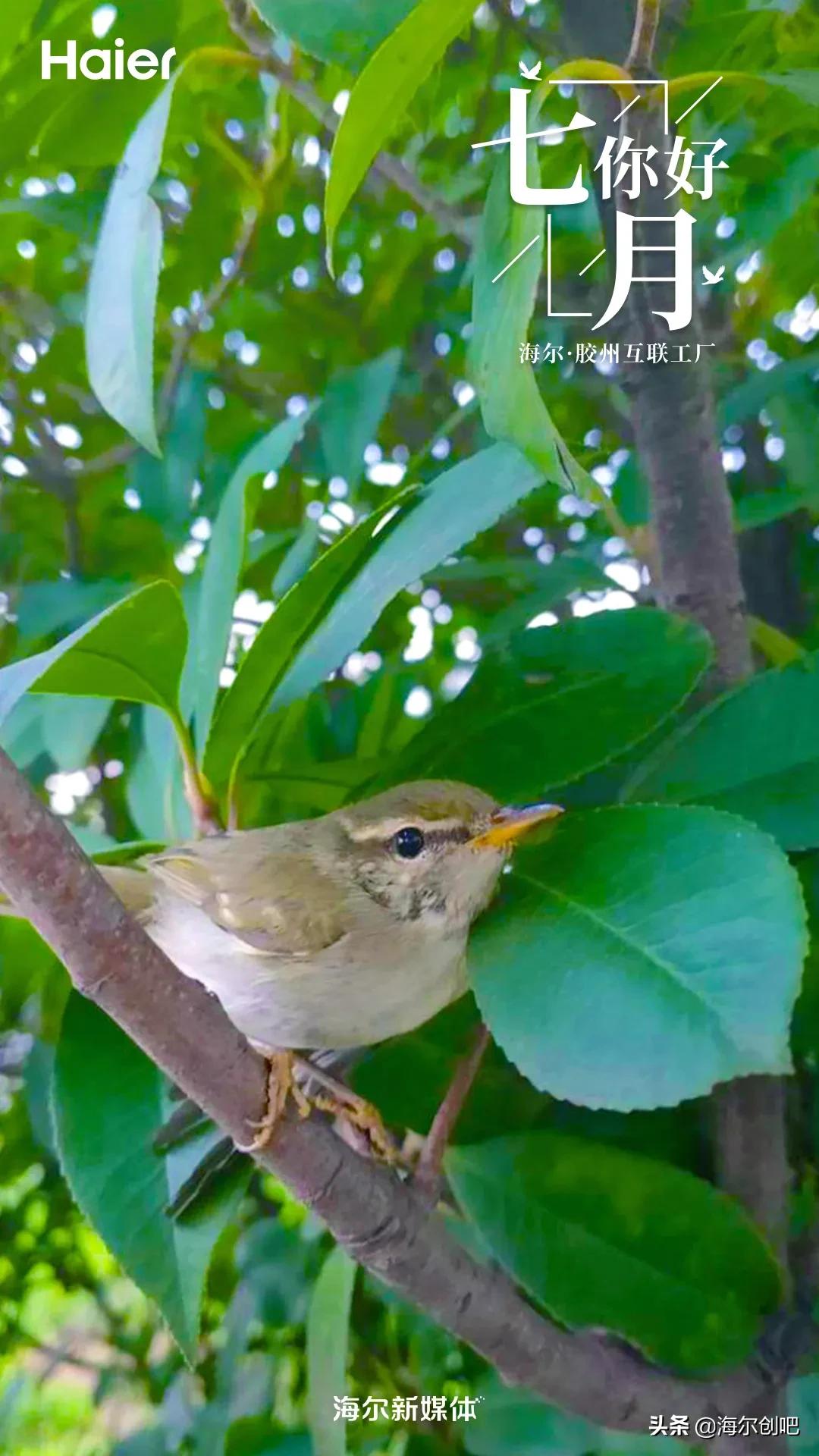 你好七月歌曲完整版,你好七月音乐视频