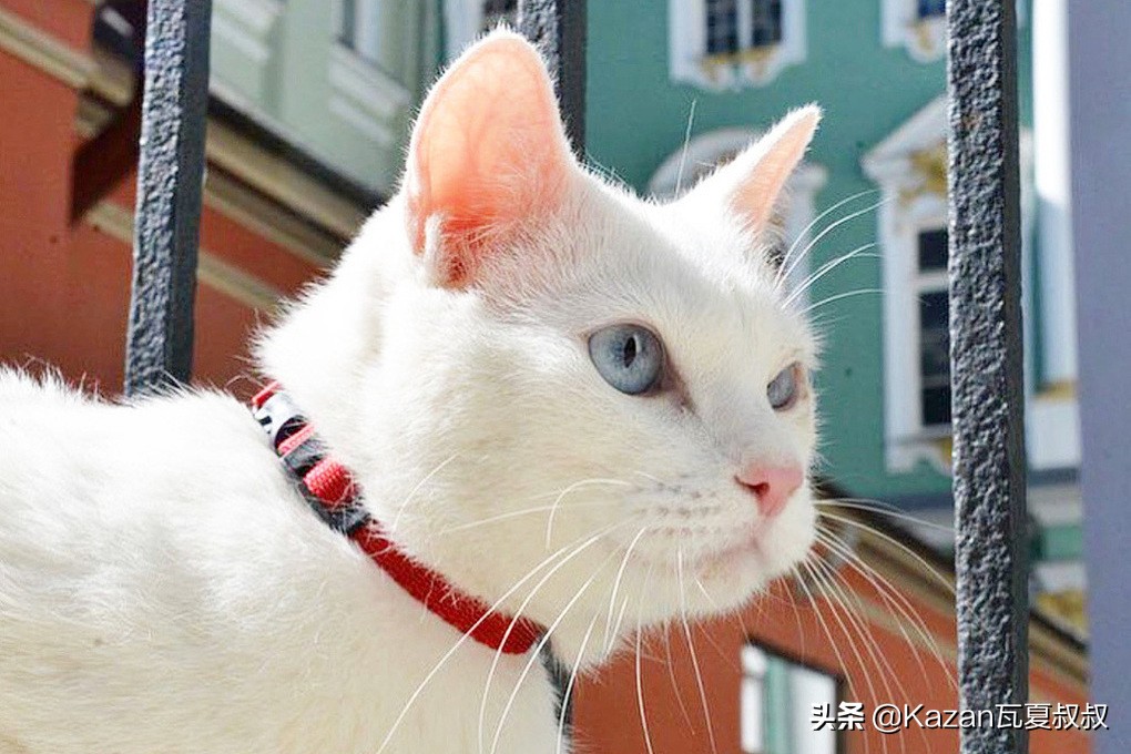 俄罗斯世界杯猫,俄罗斯最霸气的猫咪