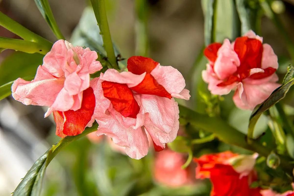 凤仙花的种植方法有毒吗,种植凤仙花的视频