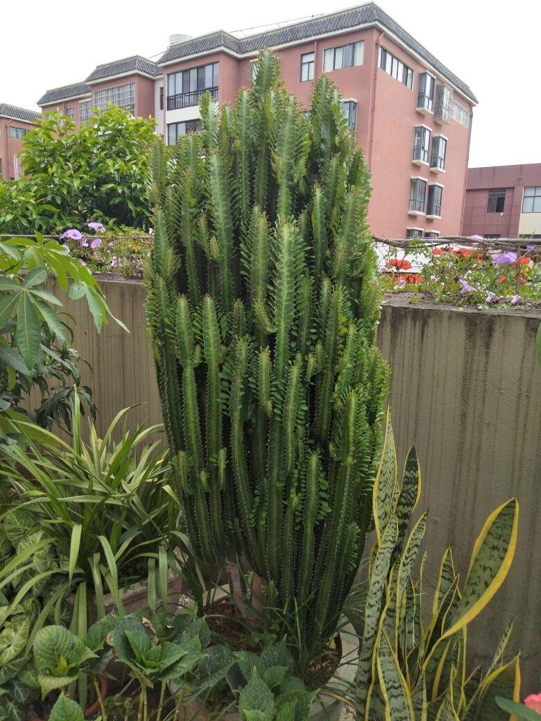 10种“吉利花”,“穷养”才能长大,越挤越壮实,越大越“旺家”