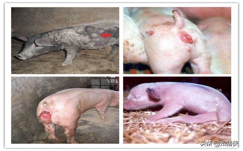 饲料发霉了怎么喂鸡呢,饲料发霉怎么喂