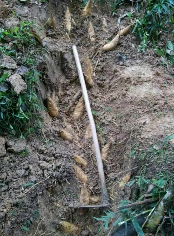 晒的小笋干,怎样晒笋干的做法大全