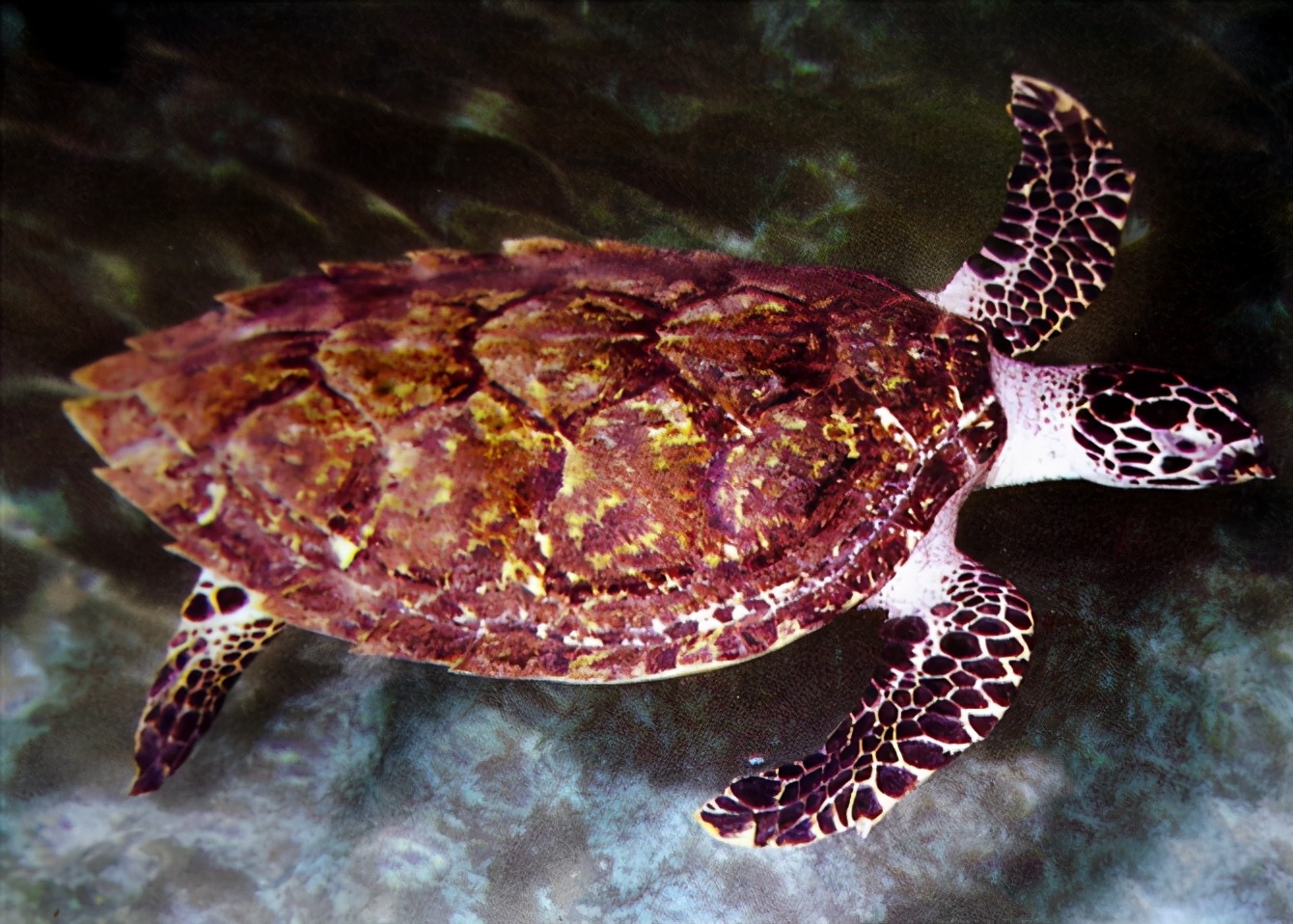 龟类纪录片,龟类图片