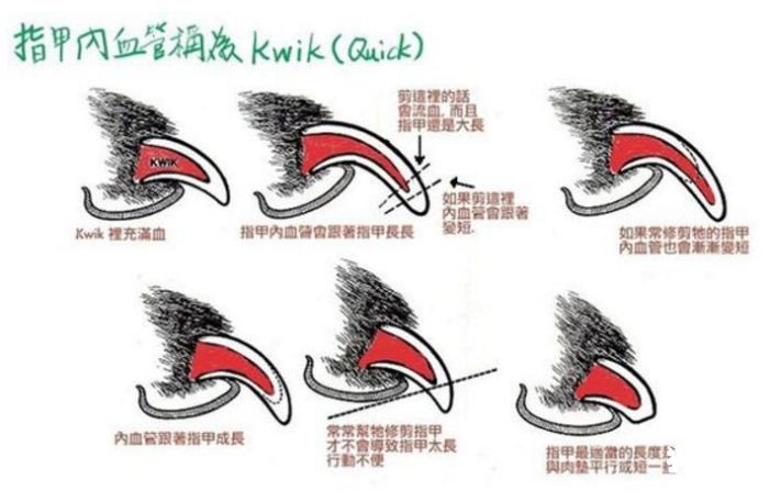 怎么样给泰迪剪指甲,给泰迪剪指甲的正确方法