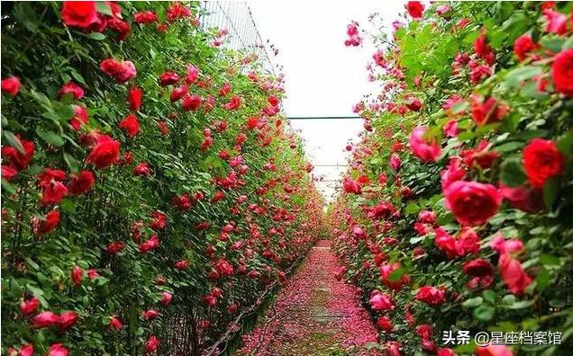 十二星座谁是天生公主呢,12星座的宝藏男孩是什么