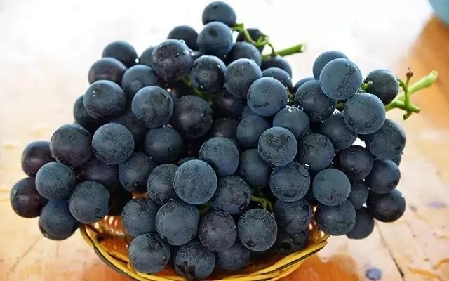 葡萄园观光技术视频,一品葡萄观光采摘园