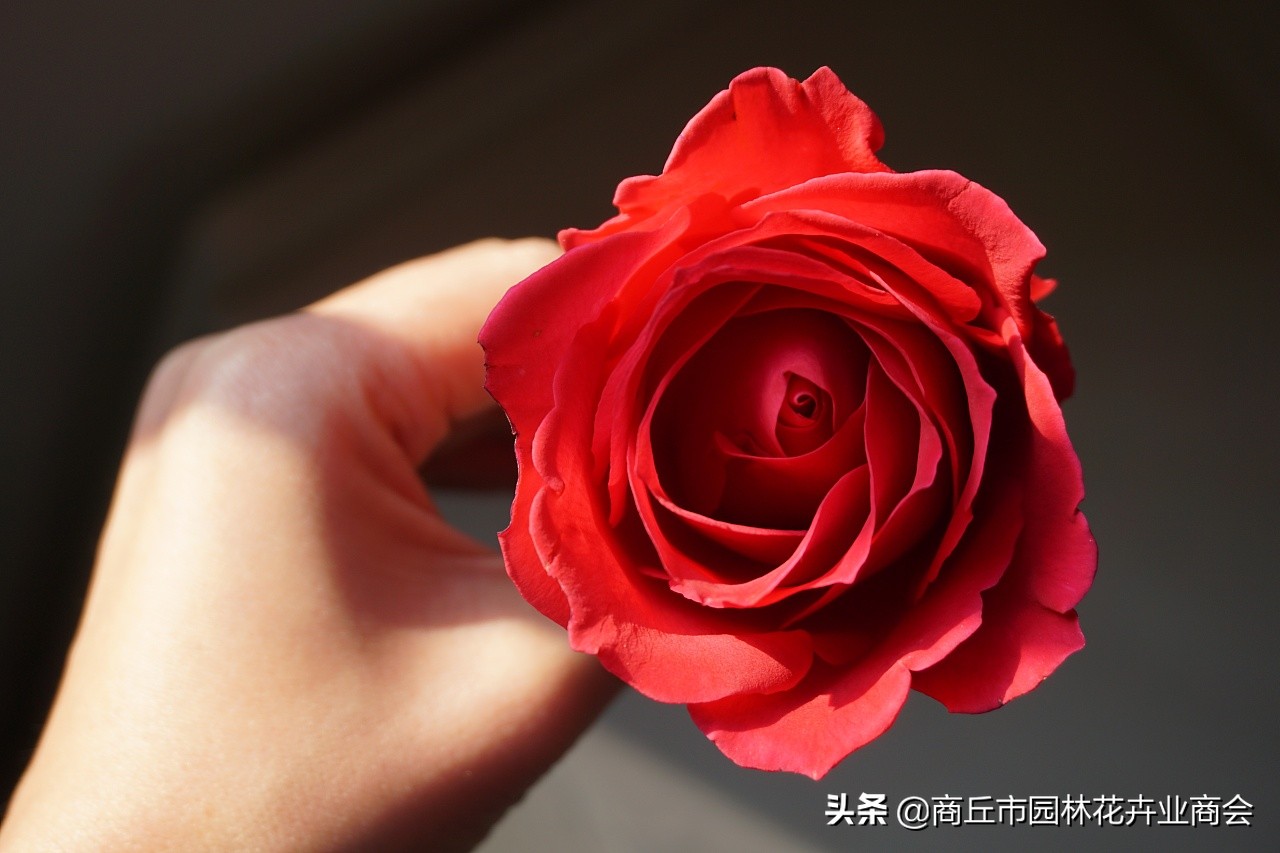 鲜花店卖的玫瑰,鲜花店卖玫瑰花