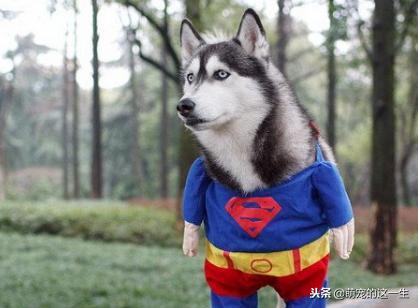 天气热了狗狗如何防暑,天气渐热养狗狗要注意以下几点