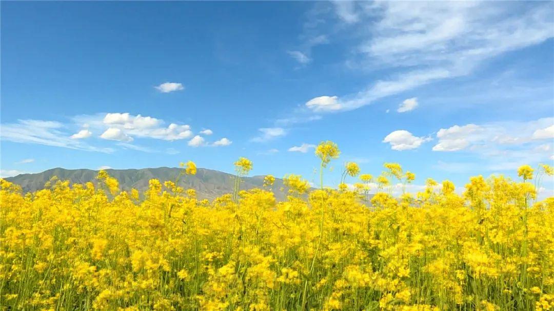 春暖花开等你来赏花,春暖花开等你来赏花原唱视频