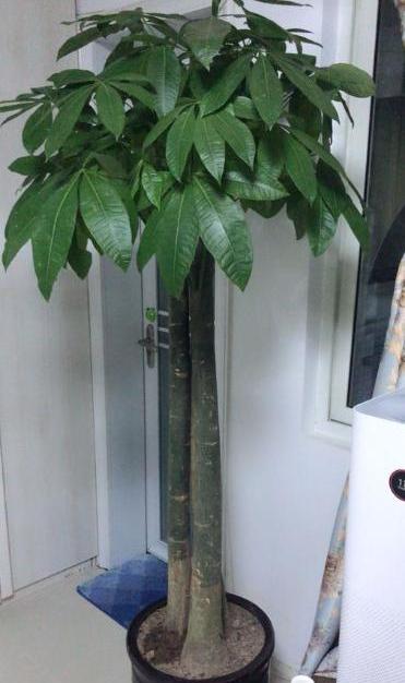 发财树枝干发皱是怎么回事,发财树叶子树干发皱是怎么回事