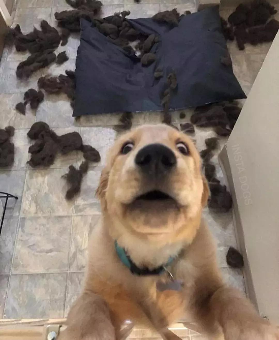 哈士奇把主人的家拆了,被哈士奇拆的家