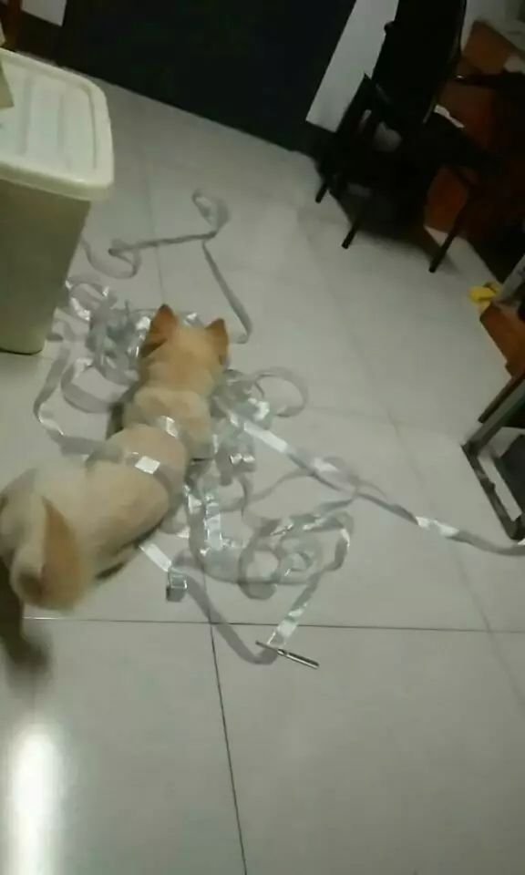 自家的狗成精了是怎样一种体验？