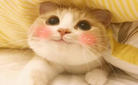 十大网红猫瓜皮,网红猫瓜皮现在如何