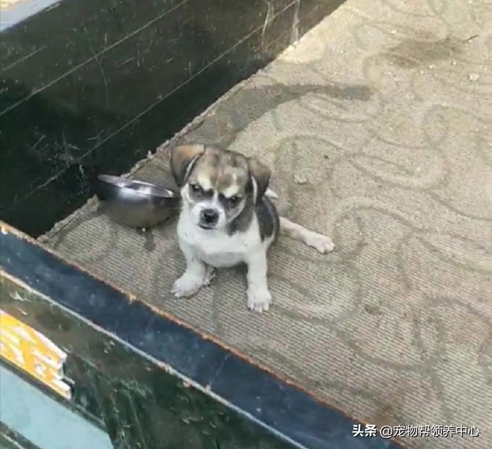 除夕,身上恶臭的萨摩耶在家门口流浪:为什么要抛弃我?