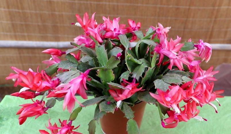 蟹爪兰冬季怎样养护才能枝繁叶茂,蟹爪兰怎么养护能爆盆