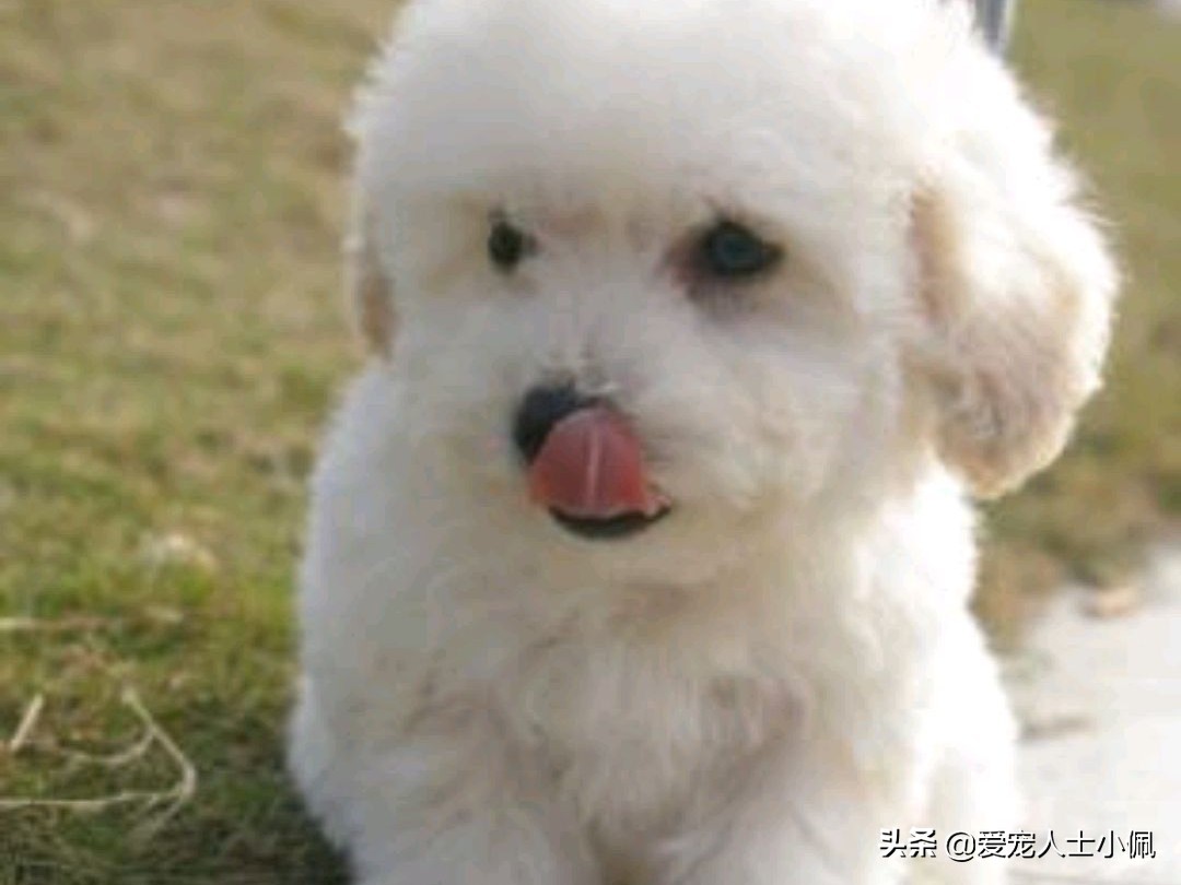 给比熊洗澡需要的东西,比熊犬能用硫磺皂洗澡吗