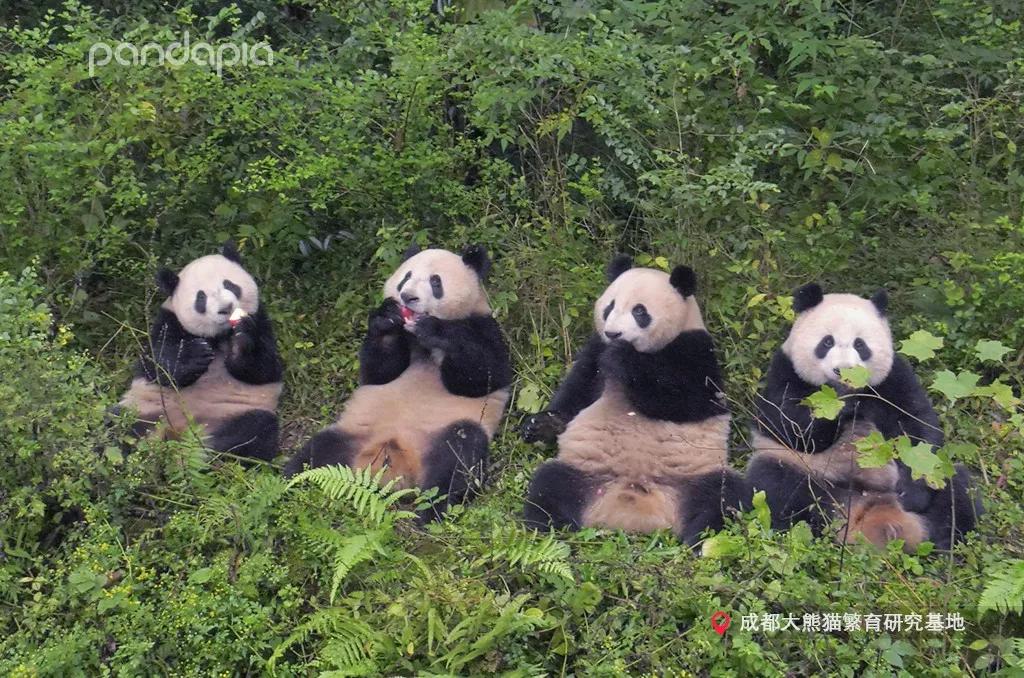 四川熊猫麻将怎么才能赢,打熊猫麻将的诀窍