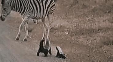 全球最无所畏惧的平头哥,世界上谁能打败平头哥