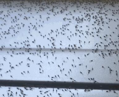 家中蟑螂怎么消灭最彻底,灭蟑王药是怎样消灭蟑螂的