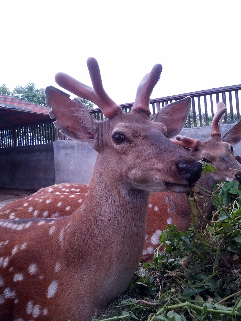 中药材鹿茸草现在多少钱一斤,中药材鹿茸功效