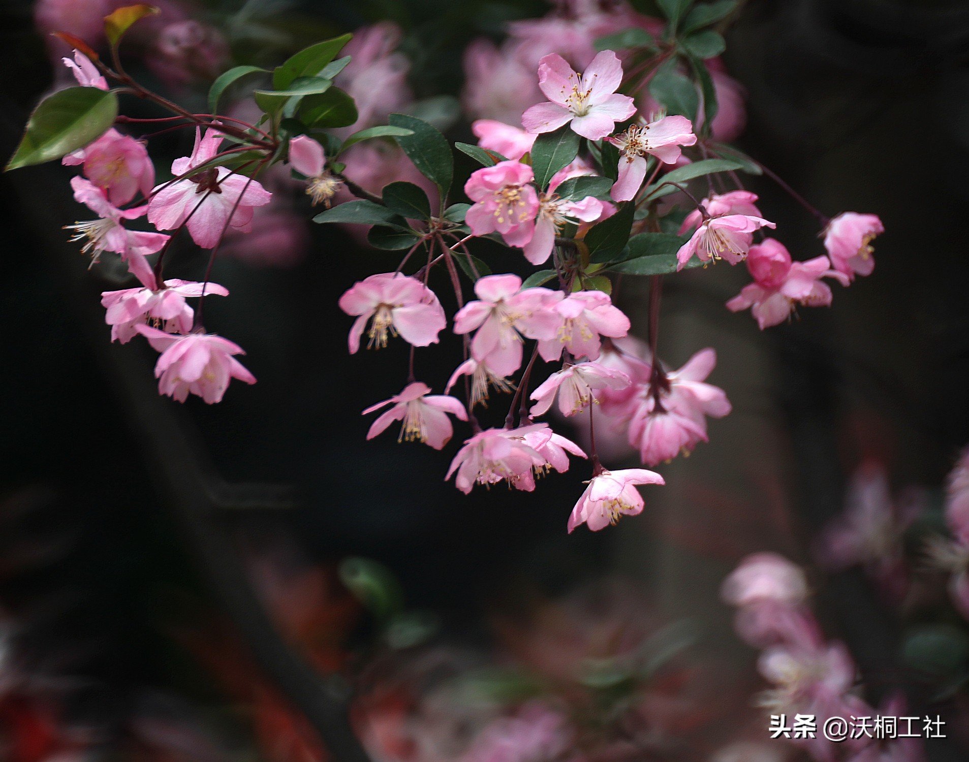 二十四节气花与诗感悟,二十四节气里的梅花诗句