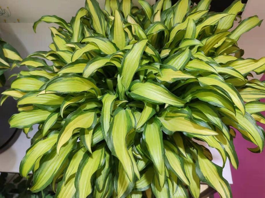 神仙水是不是智商税网红爆款,神仙水是不是智商税