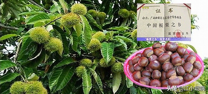 2018中国横县茉莉之乡,茉莉之乡横县