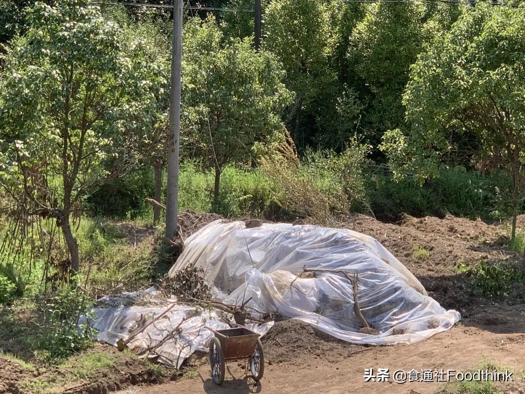 卫生纸,真的卫生吗?世界厕所日,重新理解“道在屎溺”