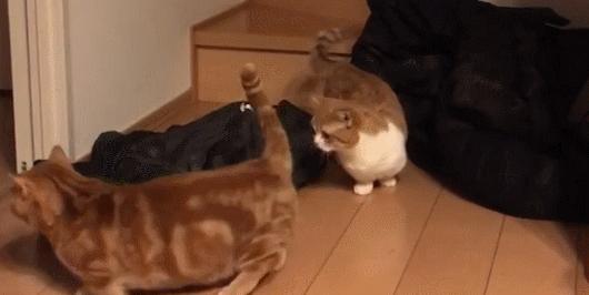 短腿兄妹,全网最火短腿猫