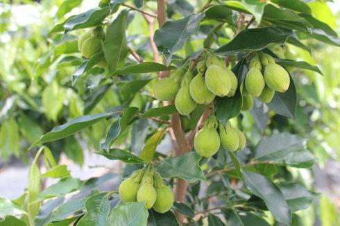 福缘园林沉香树,园林树木鉴赏