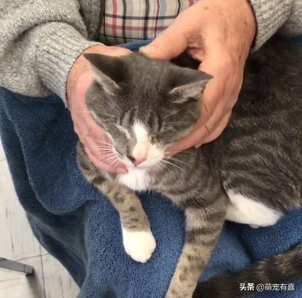 救治失明猫咪,失明猫被救助视频