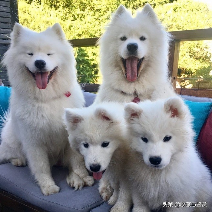 世界上昂贵的25个犬种