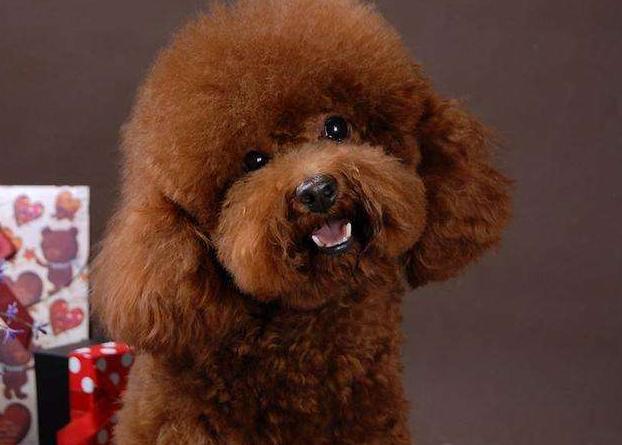 十大公认的最好养的狗泰迪犬,狗狗百科全书泰迪犬