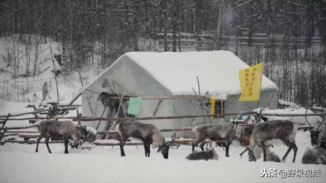 敖鲁古雅原始部落驯鹿喂草,敖鲁古雅驯鹿旅行