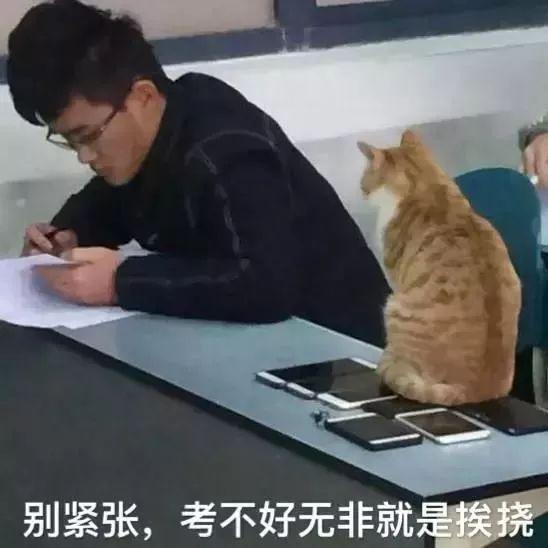 看到自家猫心情都会很好,这样的猫你会想养一只吗