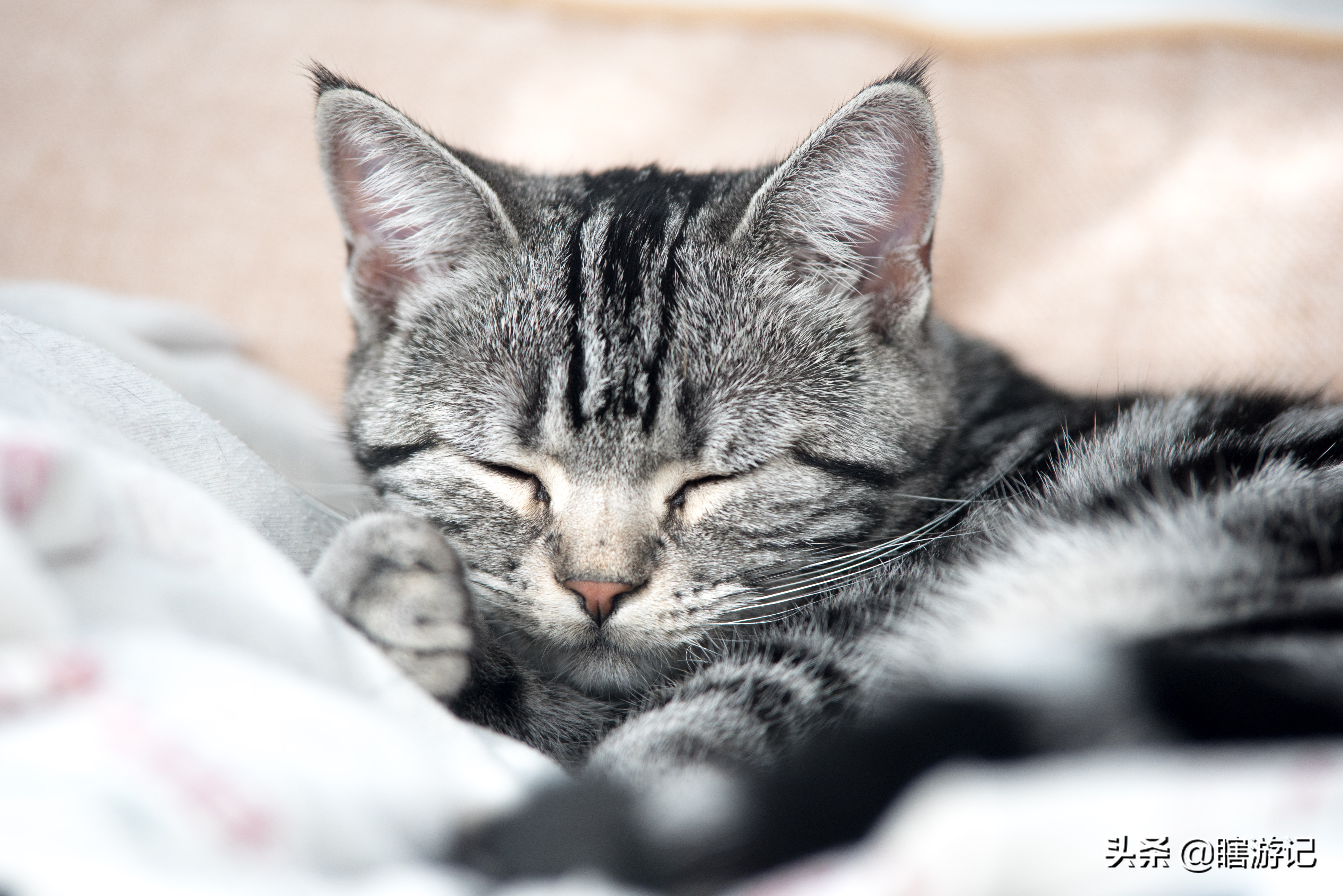 美短猫怎样才能让它跟着你,美短粘人的猫