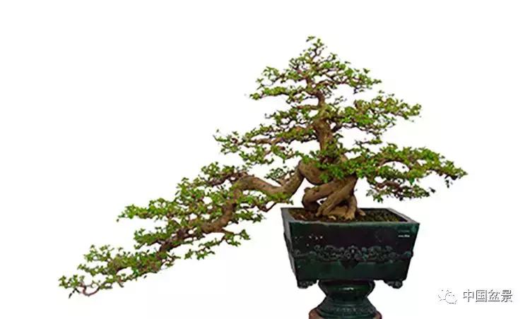 一组盆景佳作欣赏,斜杆式飘枝盆景图片欣赏