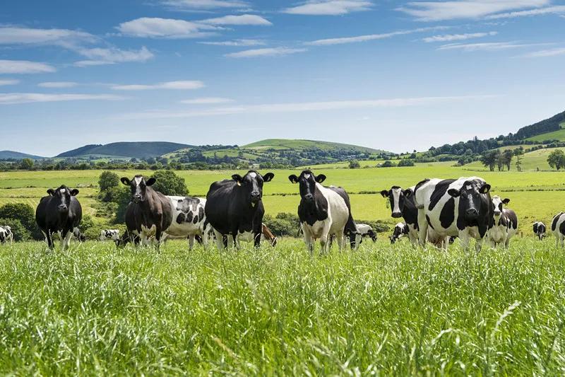 爱尔兰纯草饲奶粉,爱尔兰乳业巨头