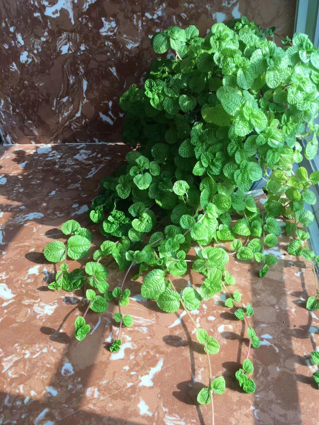 厕所里能养什么花除异味,厕所养什么花草能除味