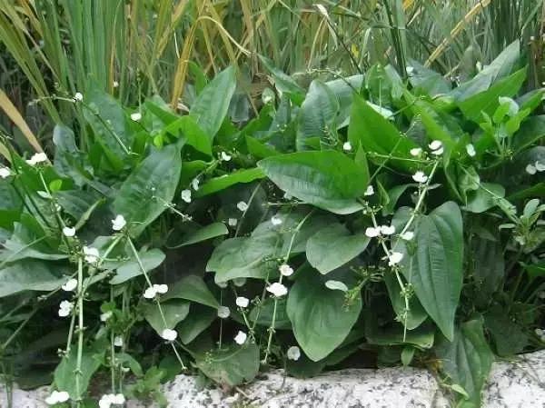 田里长草细看不是草,田间杂草的识别图片