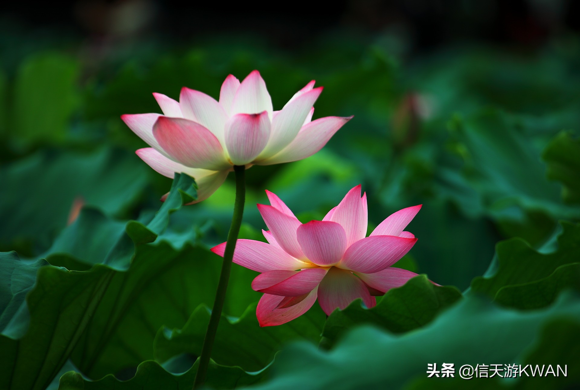 澶忚嚦宸茶嚦鑽疯姳鏅偣 (澶忚嚦宸茶嚦閭ｅ氨蹇樺嵈鐐庣儹鍘昏祻鑺卞惂)