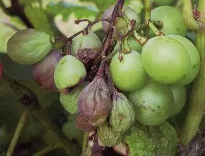 葡萄掉粒子是怎么回事,葡萄穗子掉粒是怎么回事呢