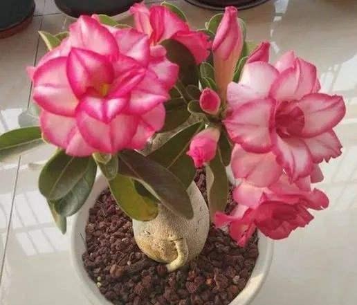 沙漠玫瑰叶片越来越大,沙漠玫瑰长得又细又高