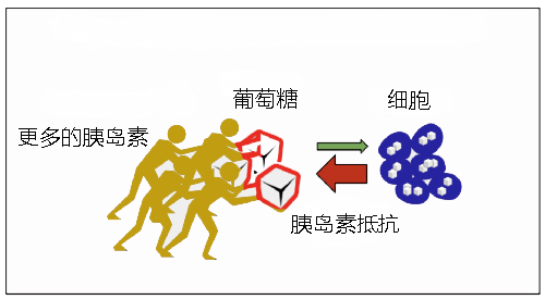 腰腹肥胖因为内脏脂肪多吗,腰腹囤积脂肪原因