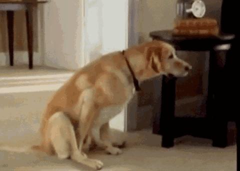 狗狗总是用屁屁蹭主人的腿,狗狗老是用屁股蹭你是什么意思